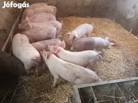 Süldőanya, Крупная белая — 1. fotó