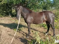 Stute, Nonius horse — Foto 3