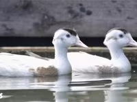Ducks — 2. fotó