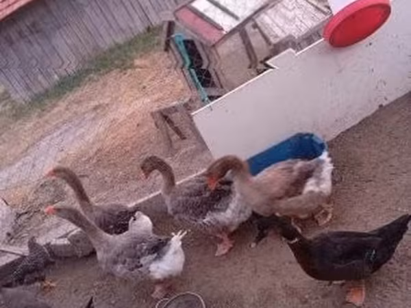 Geese