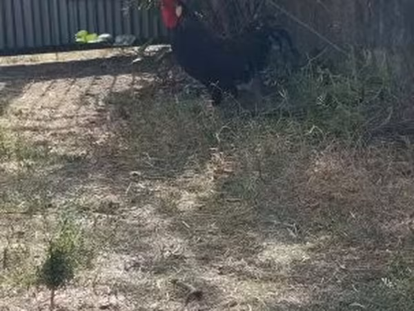 Chickens