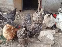 Chickens — foto 2