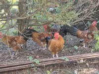 Chickens — 3-сурет