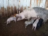 Schweine (Partie, Geschlecht nicht angegeben), Schweine — Foto 5