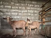 عنزة, Alpine goat — الصورة 1
