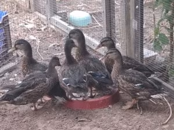 Ducks — 匈牙利