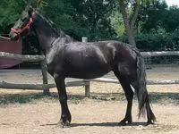 母马, Friesian — 照片 3