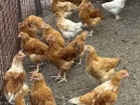 Chickens — zdjęcie 1