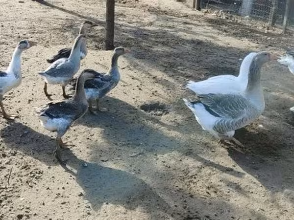 Гуси