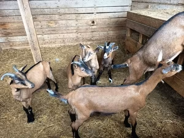 बकरी, Alpine goat