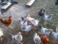 Chickens — zdjęcie 2
