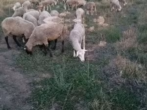 نعجة, Ile-de-France sheep — هنغاريا