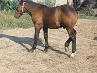 Cheval, Hungarian horse breed — photo 3