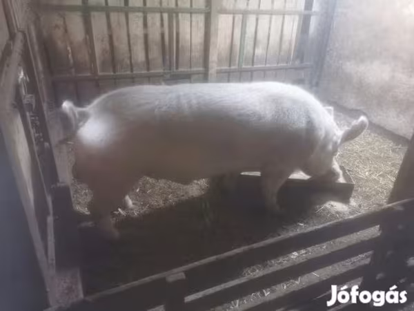 Verro, Крупная белая