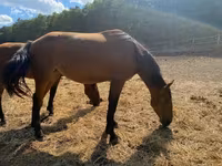 घोड़ी, Nonius horse — फ़ोटो 4