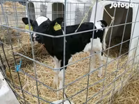 Vaca, Raza Holstein — foto 7