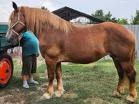 Égua, Hungarian horse breed — foto 6
