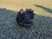 Chickens — الصورة 2