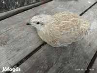 Quails — foto 5
