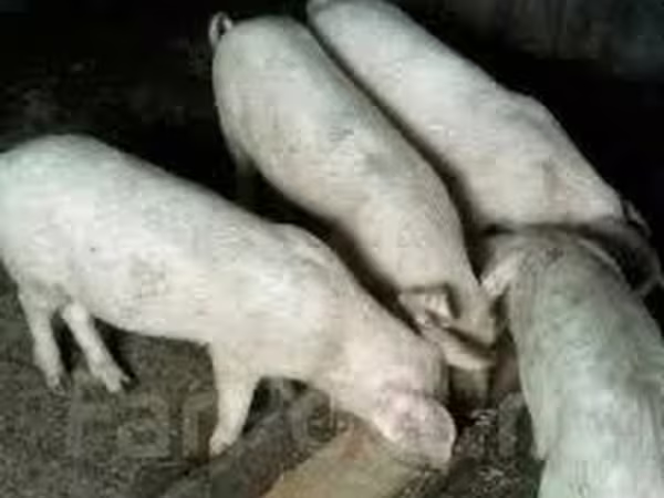 Pigs (batch, sex not specified), Крупная белая