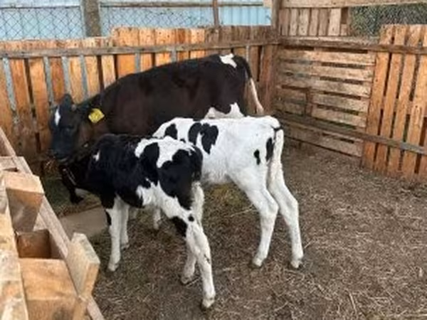 Bika, Russian Black pied cattle — Magyarország