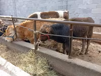 Byk, Swiss cattle — zdjęcie 3