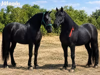 فرس, Friesian — الصورة 4