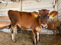 Cow, Jersey breed — photo 2