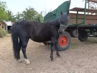 母马, Horses — 照片 1