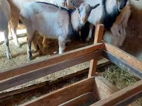 Cabra, Cabras — foto 2