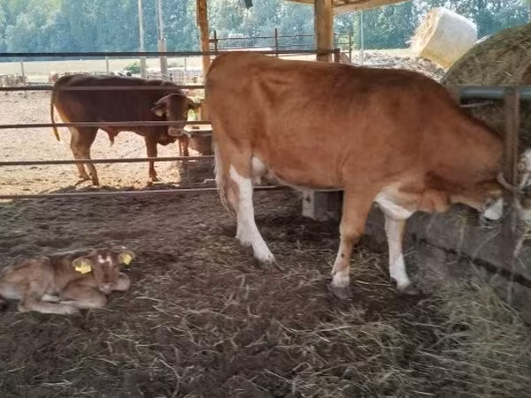 Kuh, Simmental cattle — Ungarn