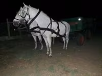 Caballo, Caballos — foto 1