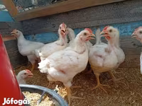 Chickens — foto 2