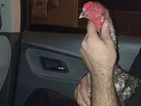 Chickens — zdjęcie 6