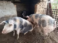 公猪, Pigs — 照片 5