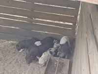公猪, Вьетнамская вислобрюхая — 照片 2
