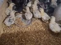 Australorp — foto 5