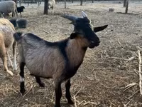 公山羊, Goats — 照片 3