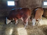 सांड, Simmental cattle — फ़ोटो 5