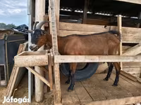 母山羊, Alpine goat — 照片 6