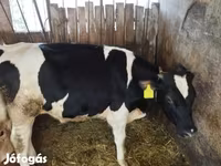 Bika, Holstein fajta — 3. fotó