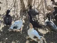 Ducks — foto 5