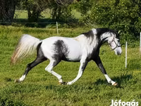 Cheval, Chevaux — photo 3