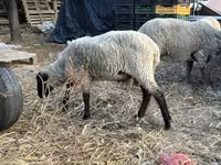 公羊, Merino sheep — 照片 4