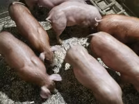 Boar, Pigs — photo 2