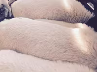 Schaf, Dorper sheep — Foto 1