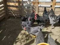 Ausztrál Pit Game fowl — 3. fotó