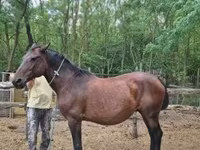घोड़ी, Hungarian horse breed — फ़ोटो 3