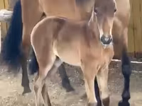 Yegua, Paso Fino — foto 5