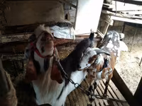 Nőstény kecske, Beetal goats — 5. fotó